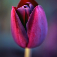 Po prostu tulipany I