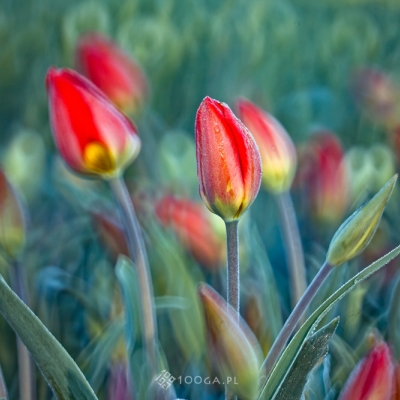 Just Tulips III / 19