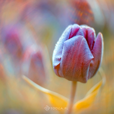 Just Tulips III / 31