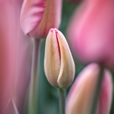 Just Tulips III / 4