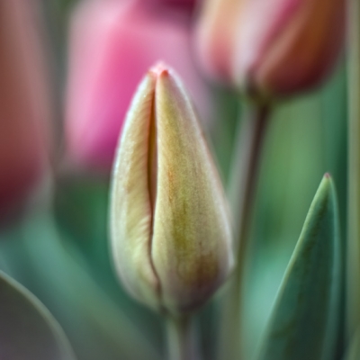 Just Tulips III / 3