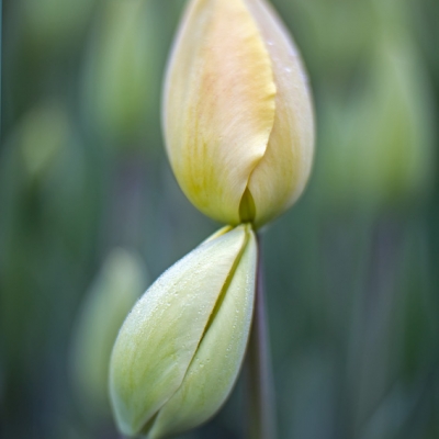 Just Tulips III / 24