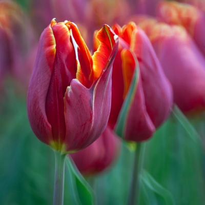 Just Tulips III / 2