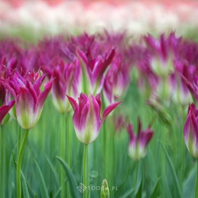 Just Tulips III / 6
