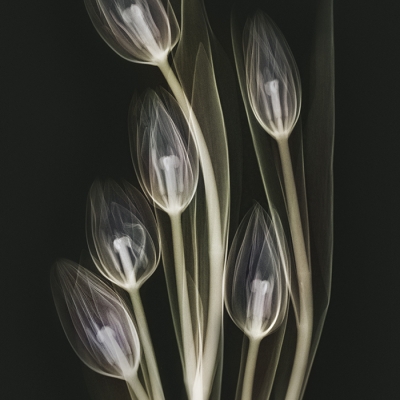 X-ray Tulips 20