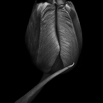 Dark Tulips 2