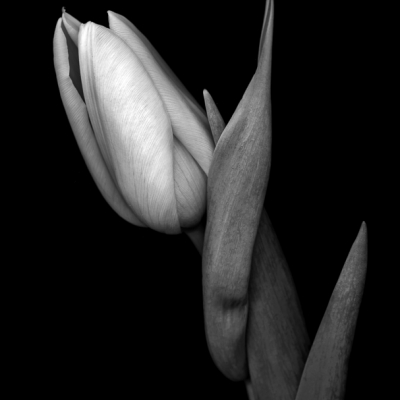 Dark Tulips 7