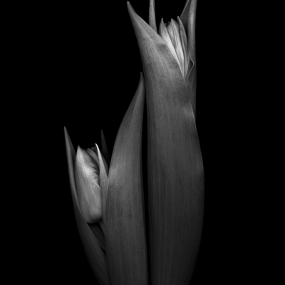 Dark Tulips 10