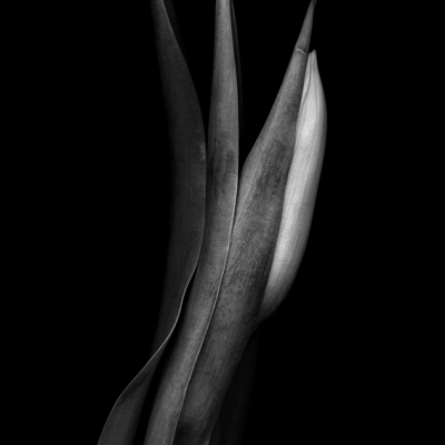 Dark Tulips 11