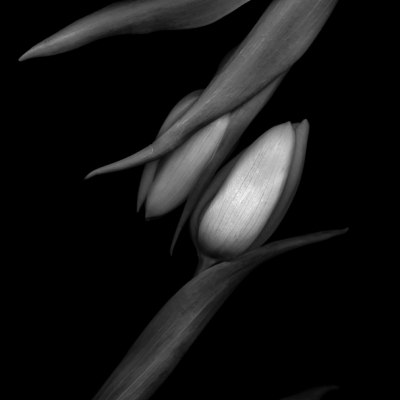 Dark Tulips 14