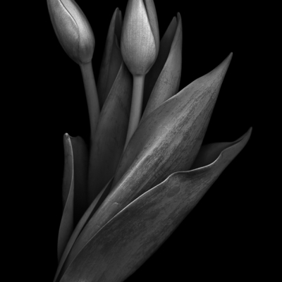 Dark Tulips 15