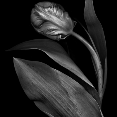 Dark Tulips 16
