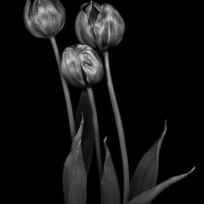 Dark Tulips 19