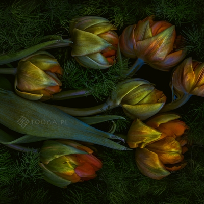 Rycina z Korycina - Tulipanowy karczoch