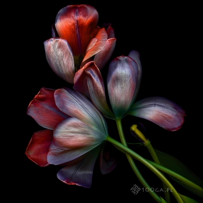 Just Tulips 13