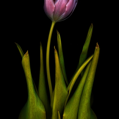 Just Tulips 16