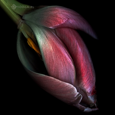 Just Tulips 17