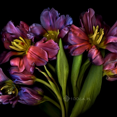Just Tulips 19