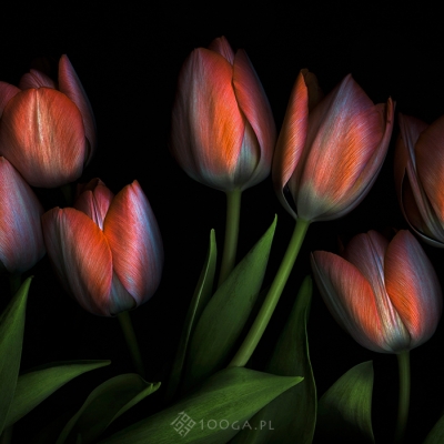 Just Tulips 22