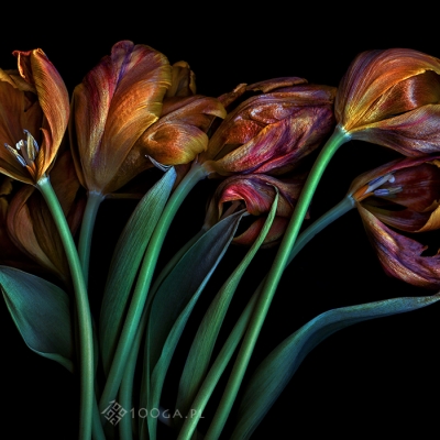 Just Tulips 23