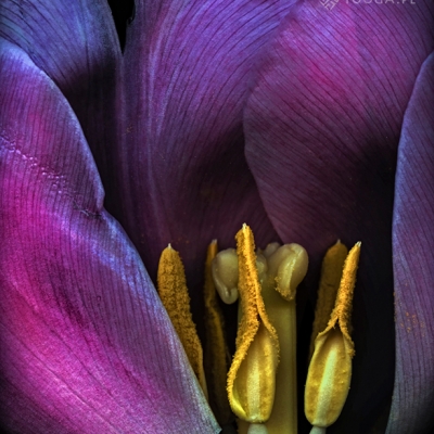 Just Tulips 31