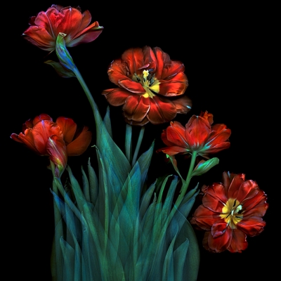 Just Tulips 38