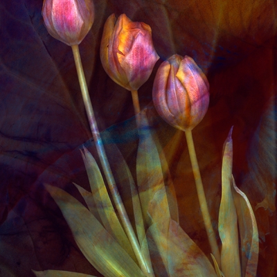 Just Tulips 04
