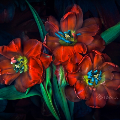 Just Tulips 05