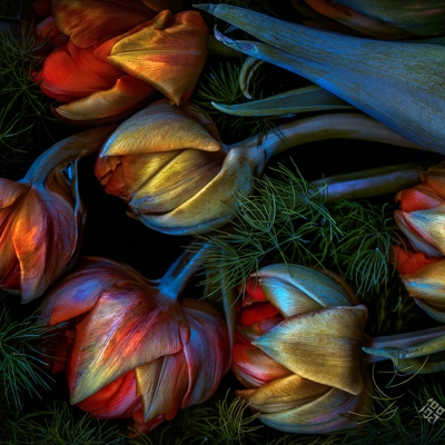 Just Tulips 08