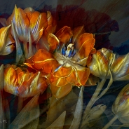 Tulipomania I